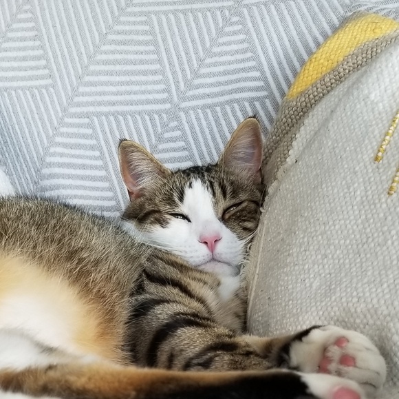 Meet your Posher, Shelby - Picture 1 of 1